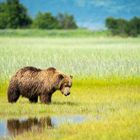 Bären in Alaska