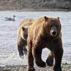 Bären in Bewegung
