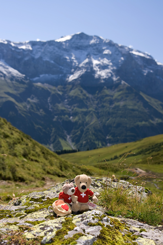 Bären in den Glarner Alpen