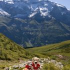 Bären in den Glarner Alpen