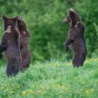  Bären in den Waldkarpaten 