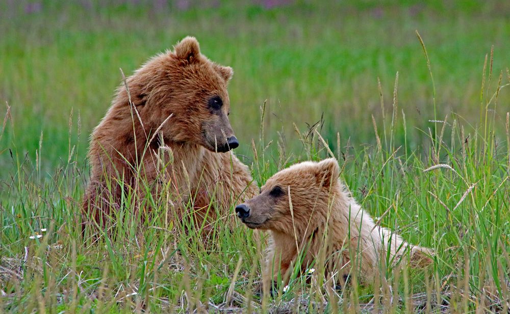 Bären in der Hallo Bay, Alaska