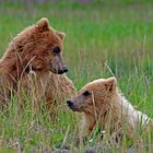 Bären in der Hallo Bay, Alaska