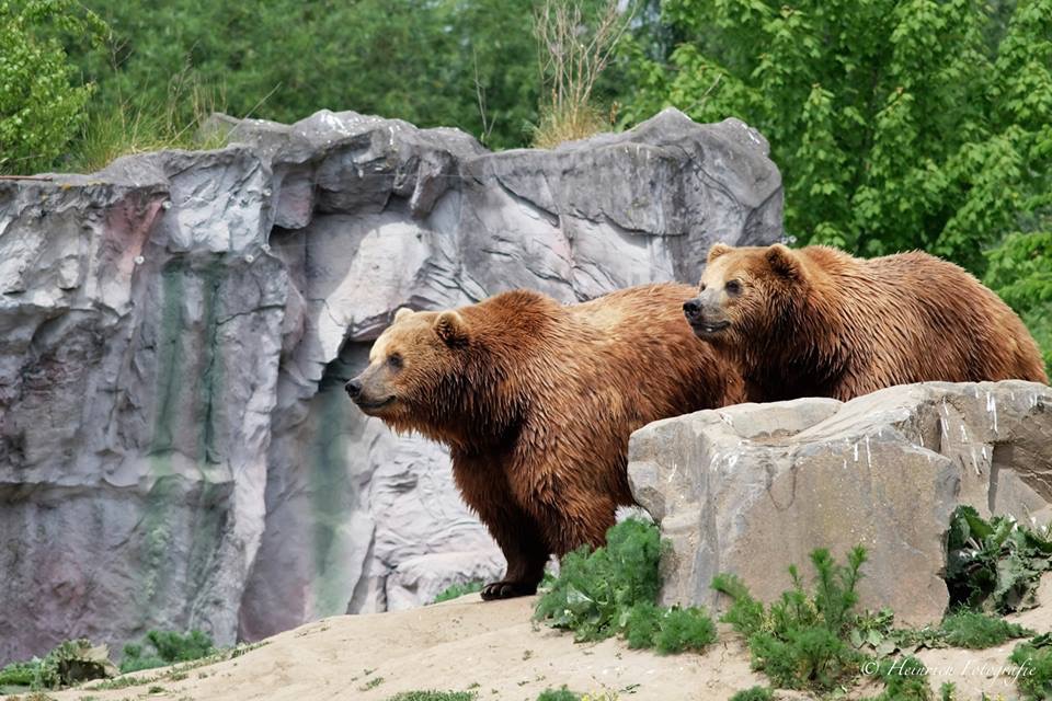 Bären in der Zoom Erlebniswelt GE