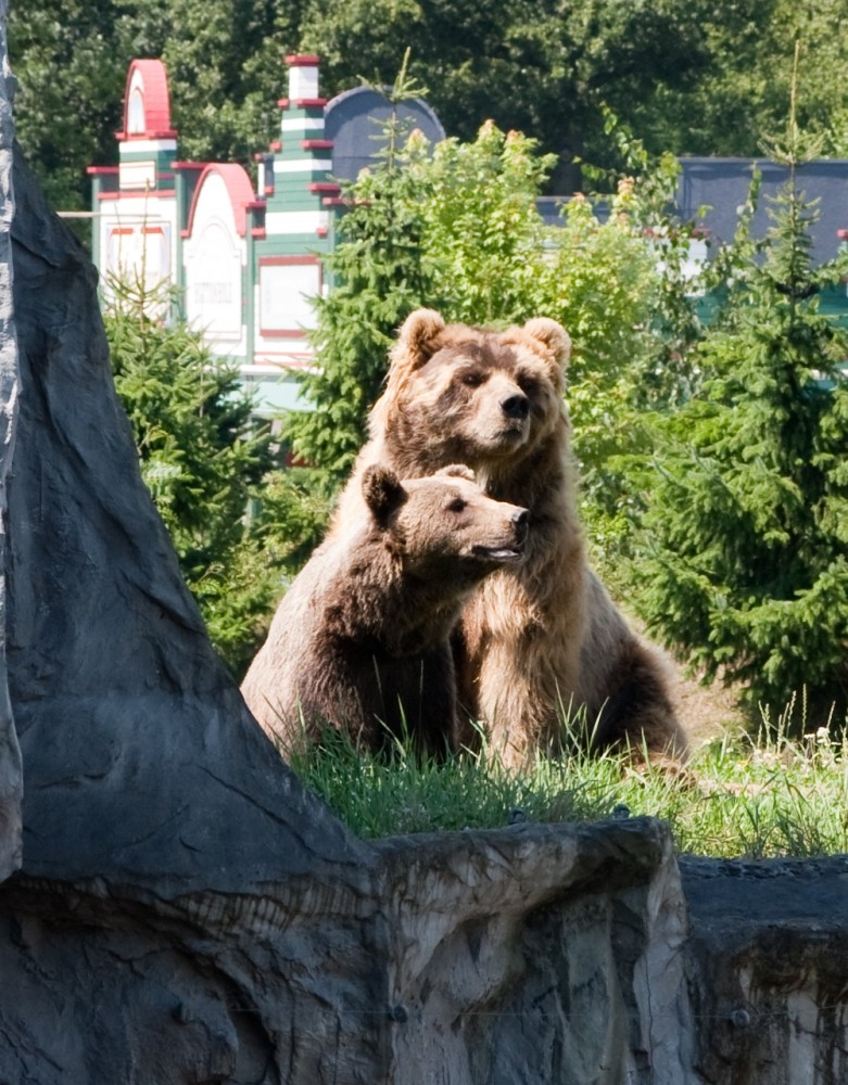 Bären in der Zoom Erlebniswelt Gelsenkirchen