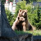 Bären in der Zoom Erlebniswelt Gelsenkirchen