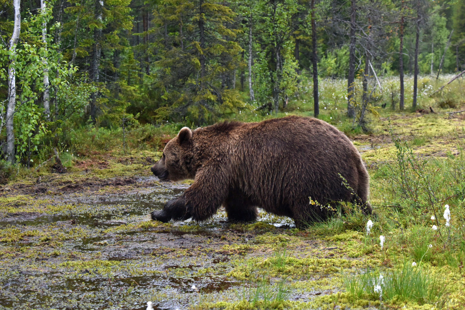 Bären in freier Wildbahn