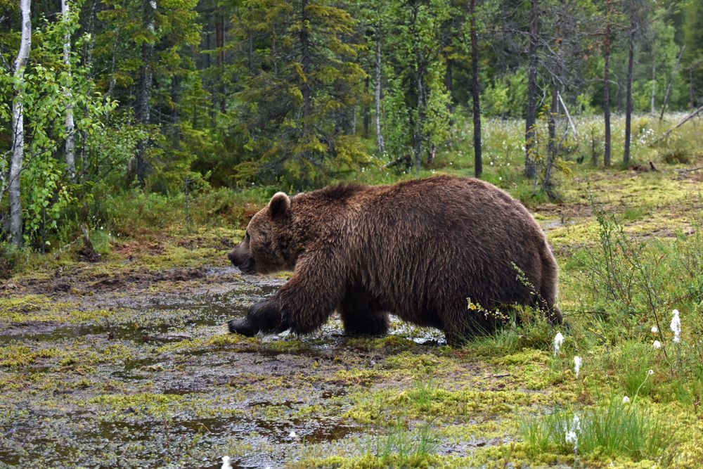 Bären in freier Wildbahn