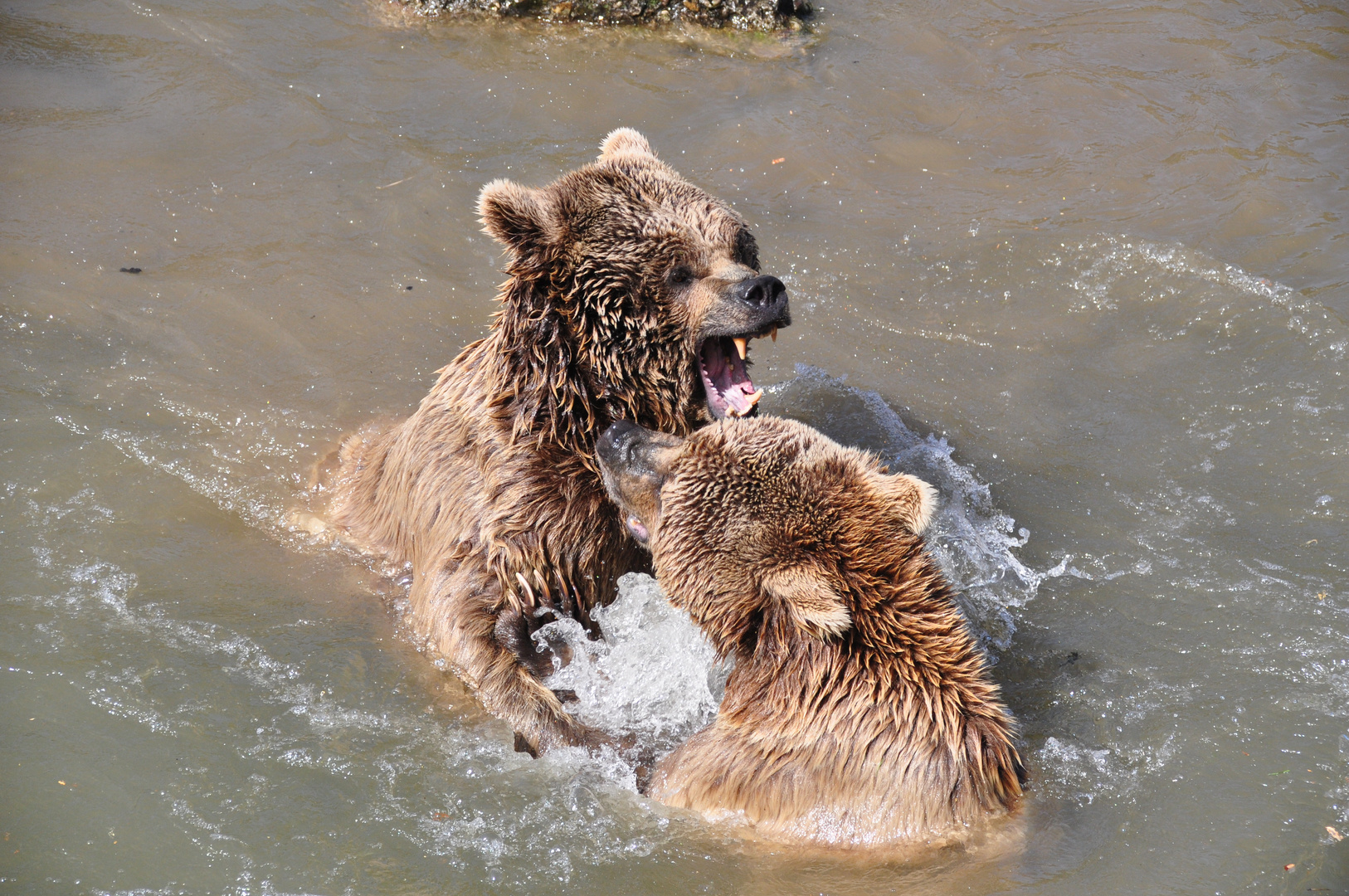 Bären Kampf