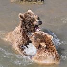Bären Kampf