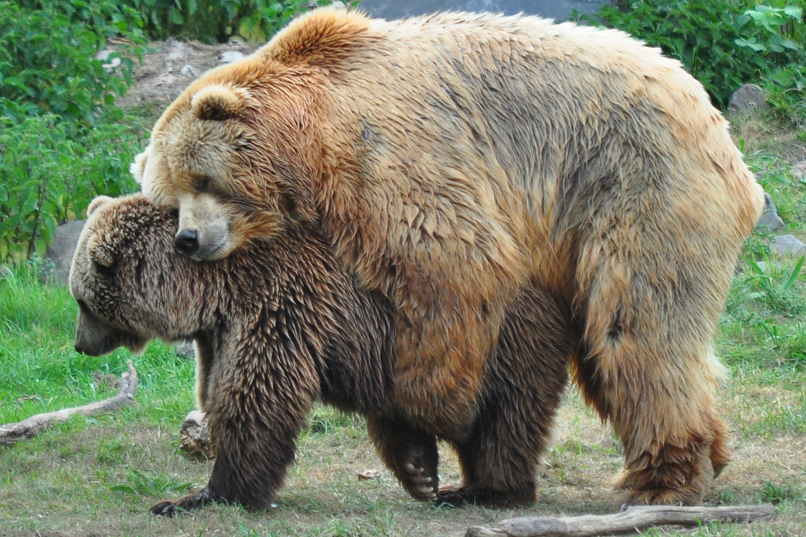 Bären Liebesspiel Foto & Bild | tiere, natur Bilder auf fotocommunity