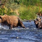 Bären-Mama mit Trio