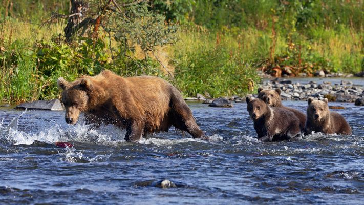 Bären-Mama mit Trio