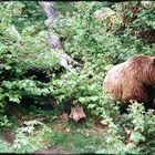 Bären-Suchbild