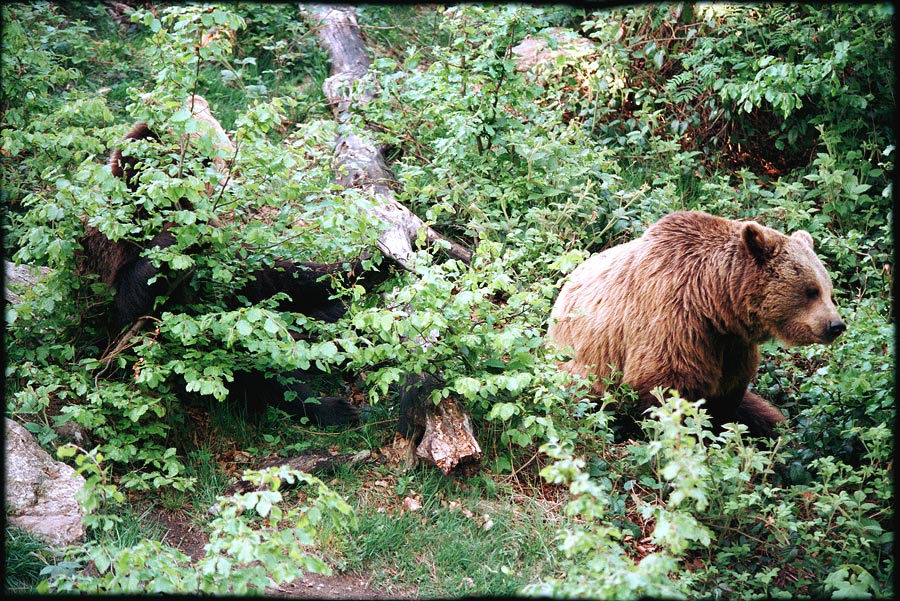 Bären-Suchbild von Oliver Thoma