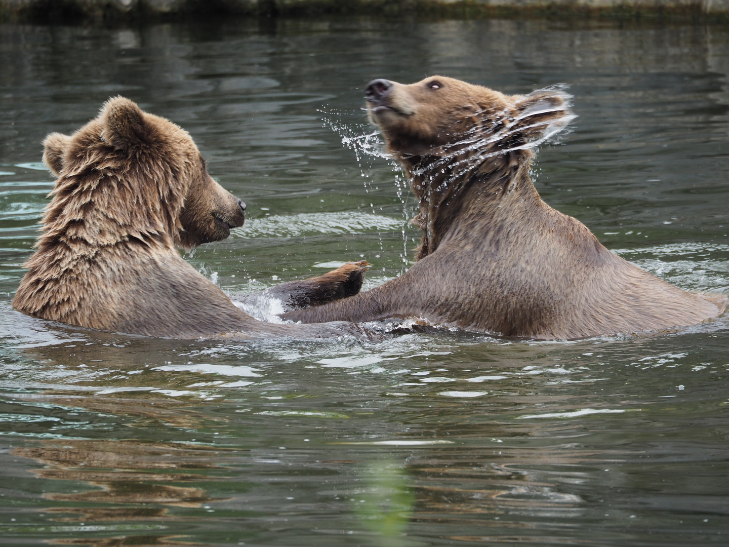 Bären tollen im Wasser