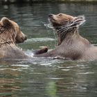 Bären tollen im Wasser