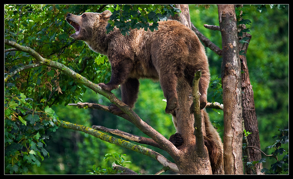 Bären - Wildpark Poing