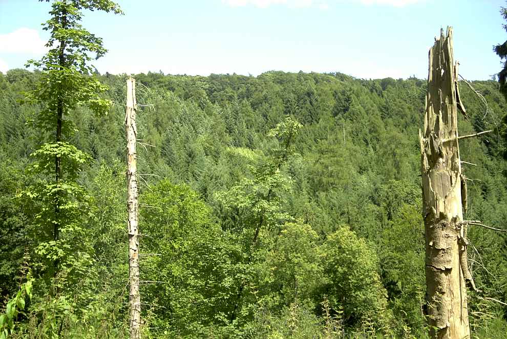 Bärenbachtal von Dirk Hillbrecht