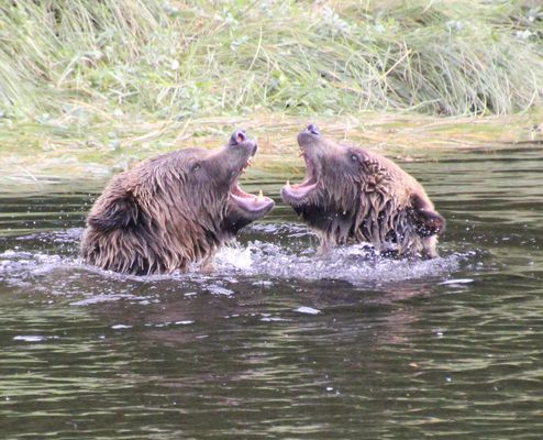 Bärenbeobachtungen auf unserer Wohnmobiltour durch den Westen Kanadas.
