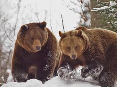 Bärenbrüder
