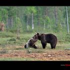 Bärenbrüder