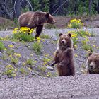 Bärenbrüder in Real - Part Familie