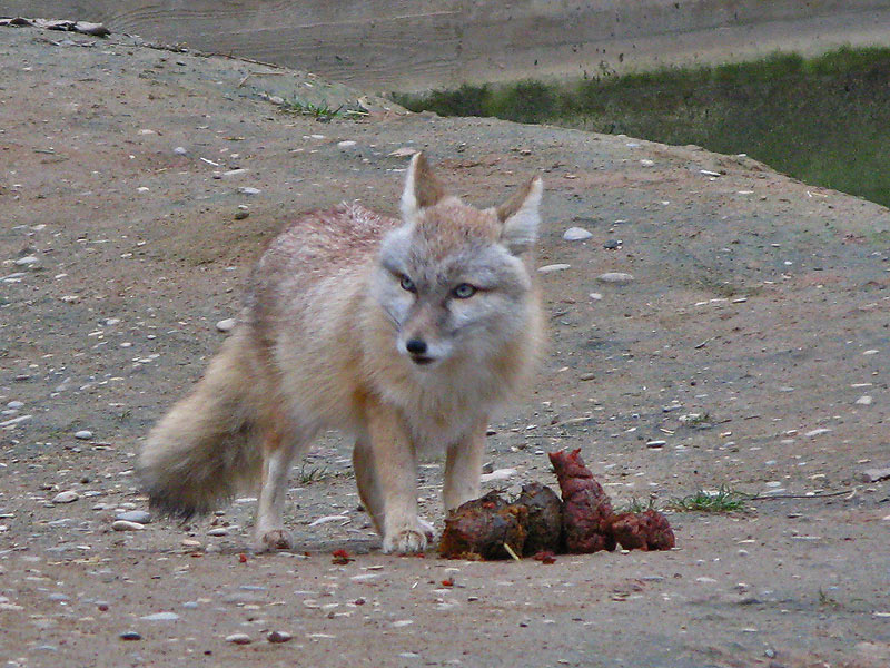 Bärendreck Foto & Bild tiere Bilder auf
