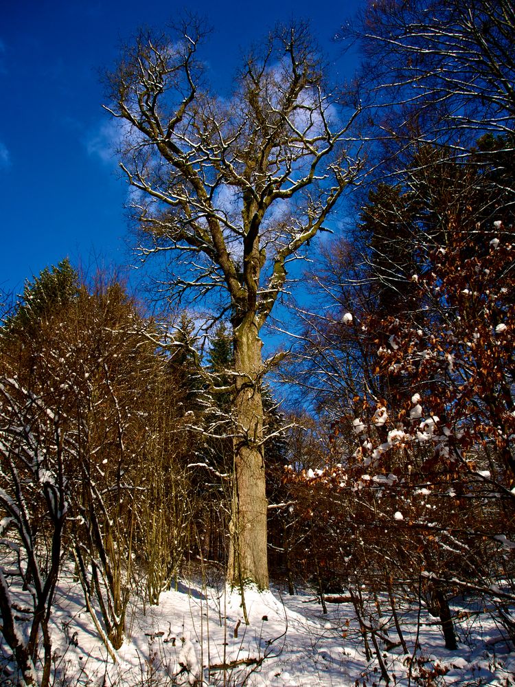 Bäreneiche - der älteste Baum des Siegerlandes, fast 675 Jahre alt