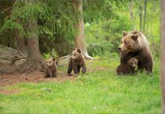 Bärenfamilie 