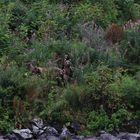 Bärenfamilie am Lake Karluk, Kodiak