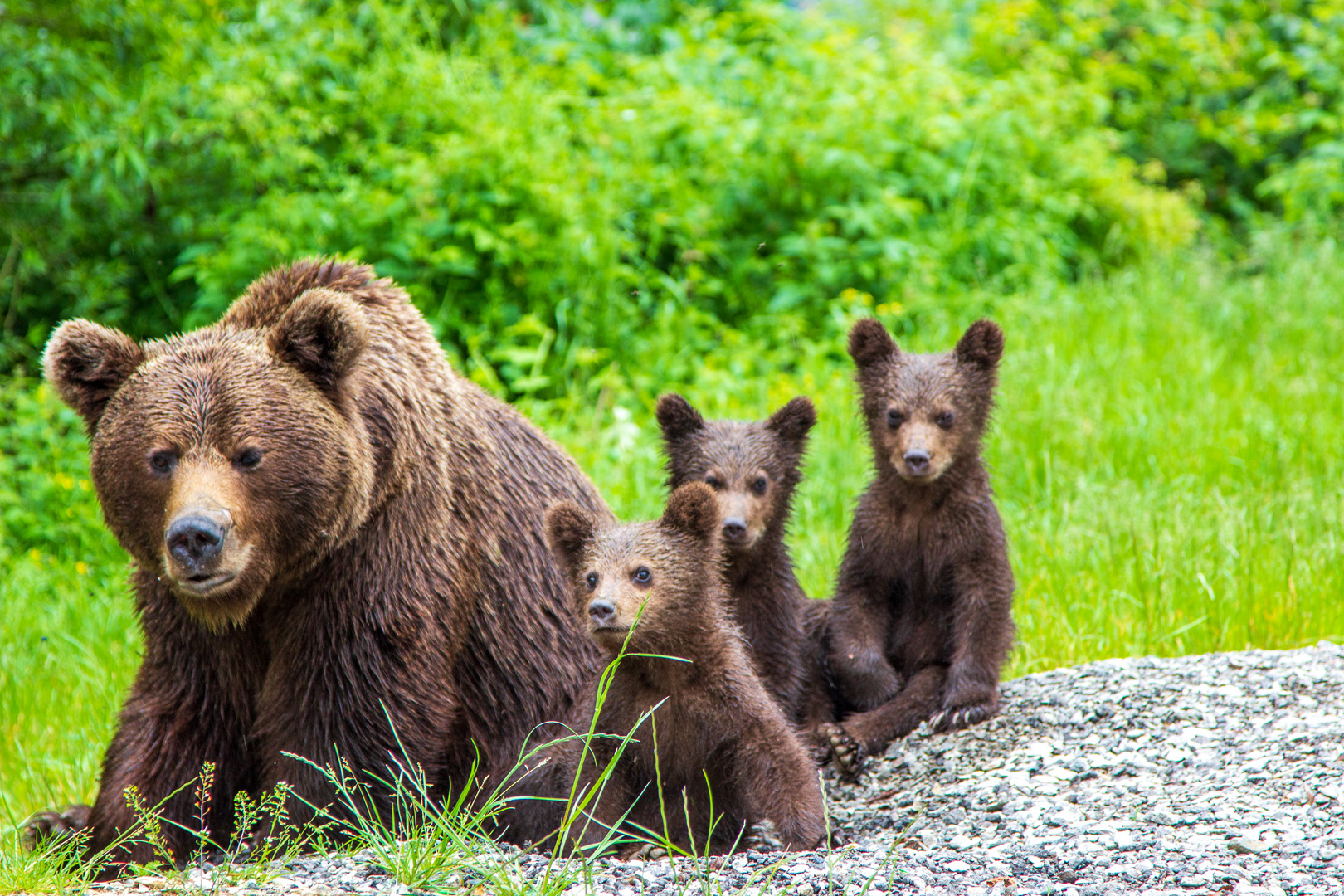 Bärenfamilie an einer Straße in Rumänien