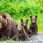 Bärenfamilie an einer Straße in Rumänien