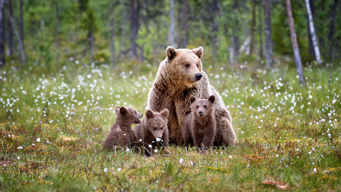 Bärenfamilie