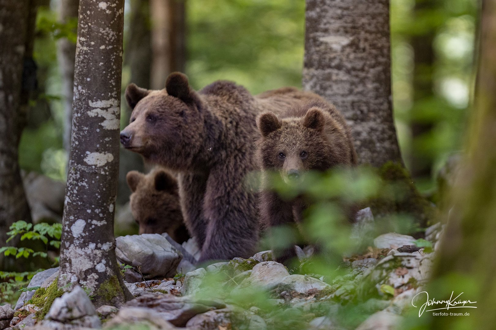 Bärenfamilie - Bärin mit 3 Welpen 