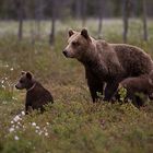 Bärenfamilie