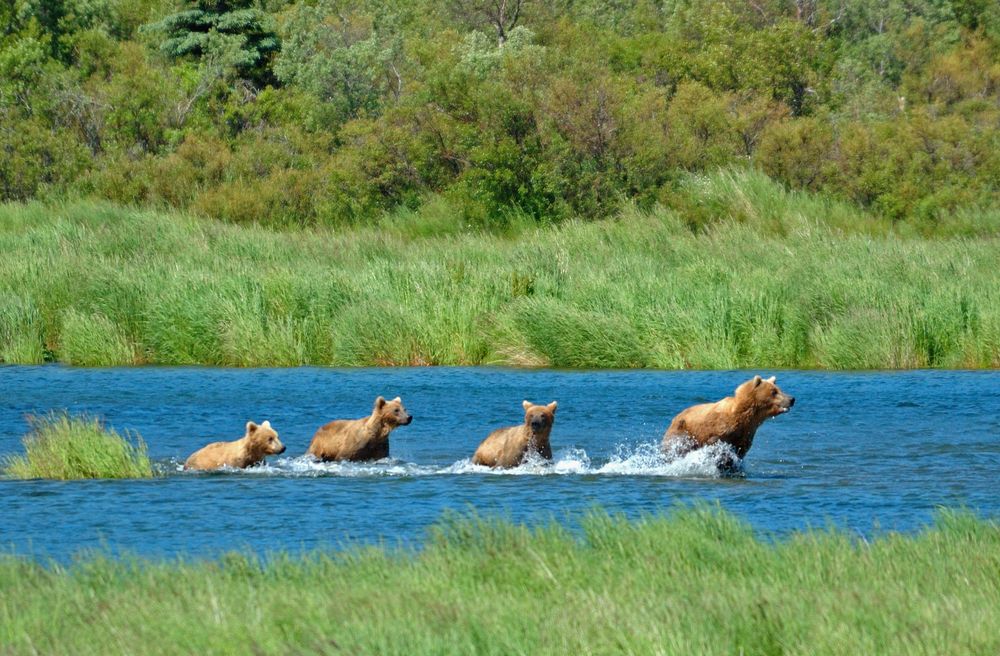 Bärenfamilie von Bär Tig 