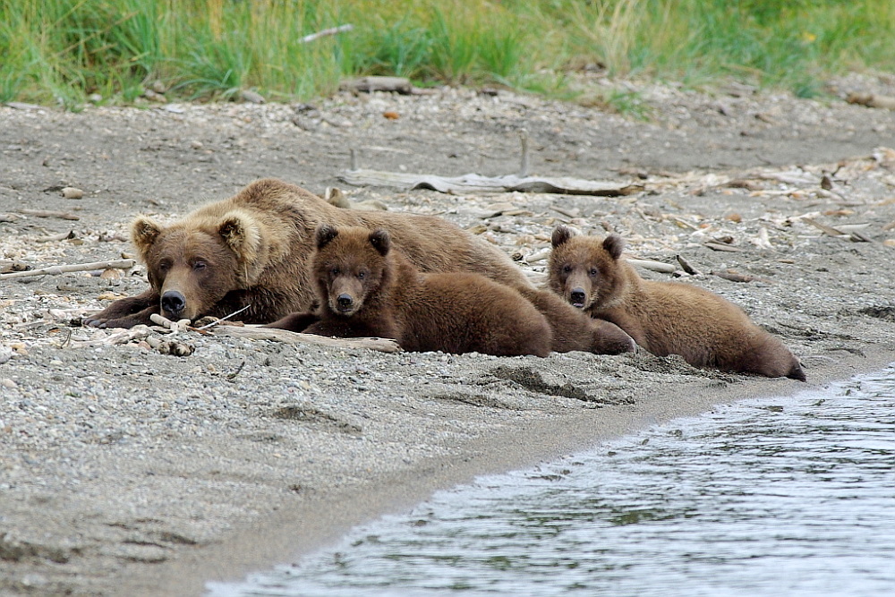 Bärenfamilie im Brooks Camp - Katmai Nationalpark - Alaska