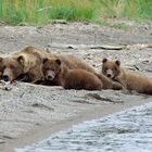 Bärenfamilie im Brooks Camp - Katmai Nationalpark - Alaska