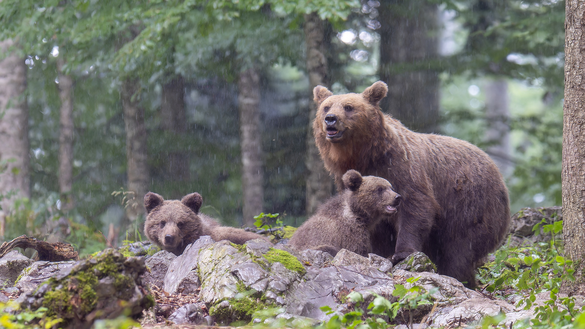 Bärenfamilie im Gewitter