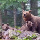 Bärenfamilie im Gewitter