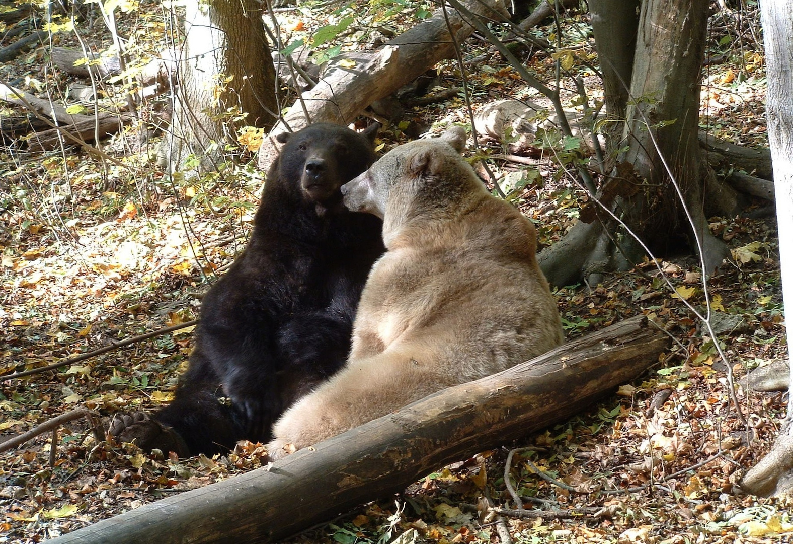 Bärenfreundschaft im Alternativen Bärenpark Worbis