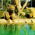 Bärengehege im Heidelberger Zoo