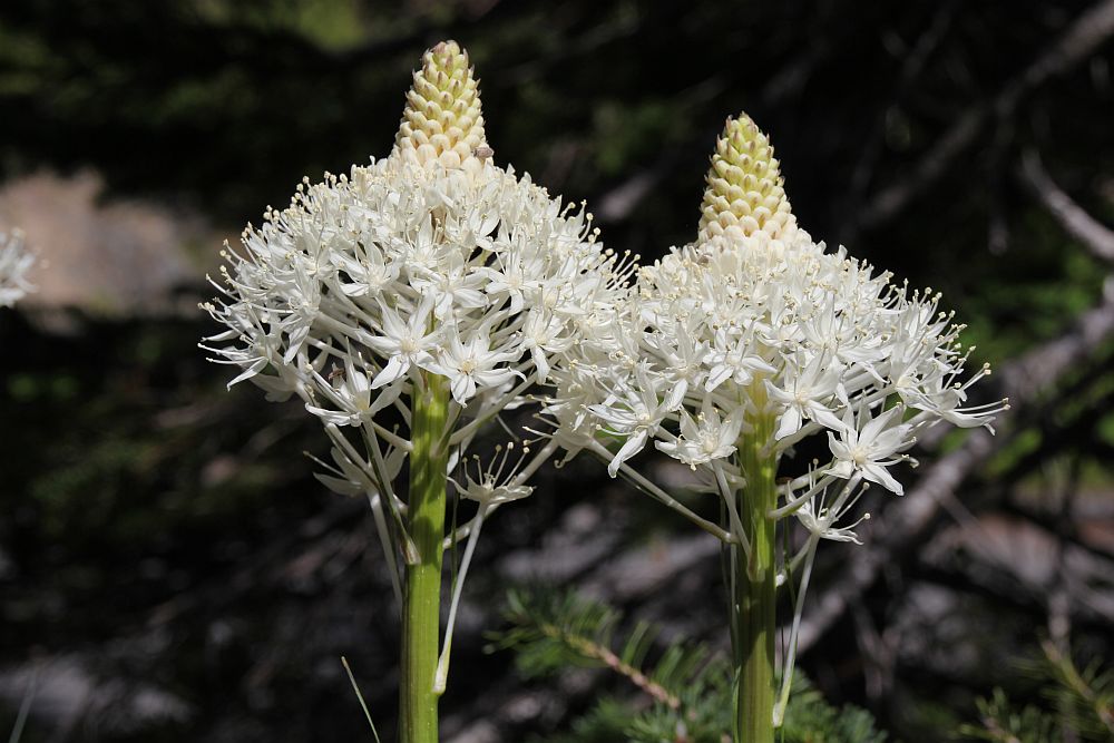 Bärengras - Xerophyllum tenax