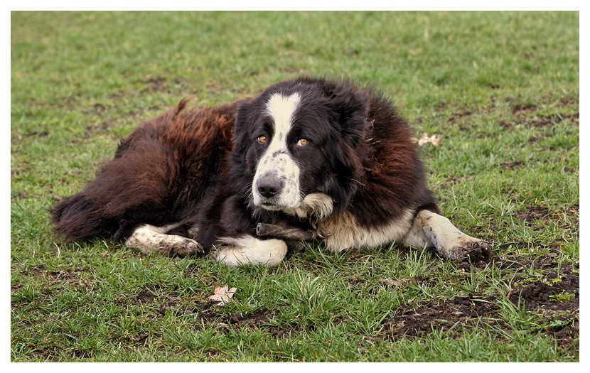 Bärenhund