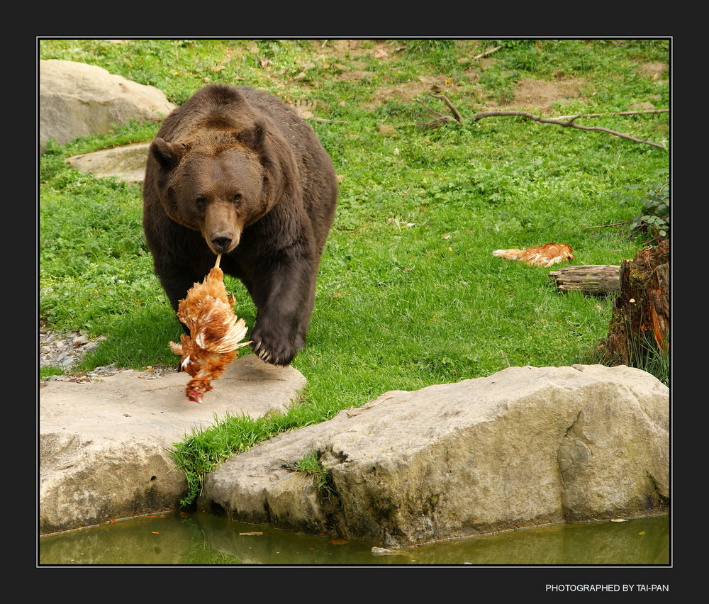 Bärenhunger Foto &amp; Bild | tiere, zoo, wildpark &amp; falknerei, säugetiere ...