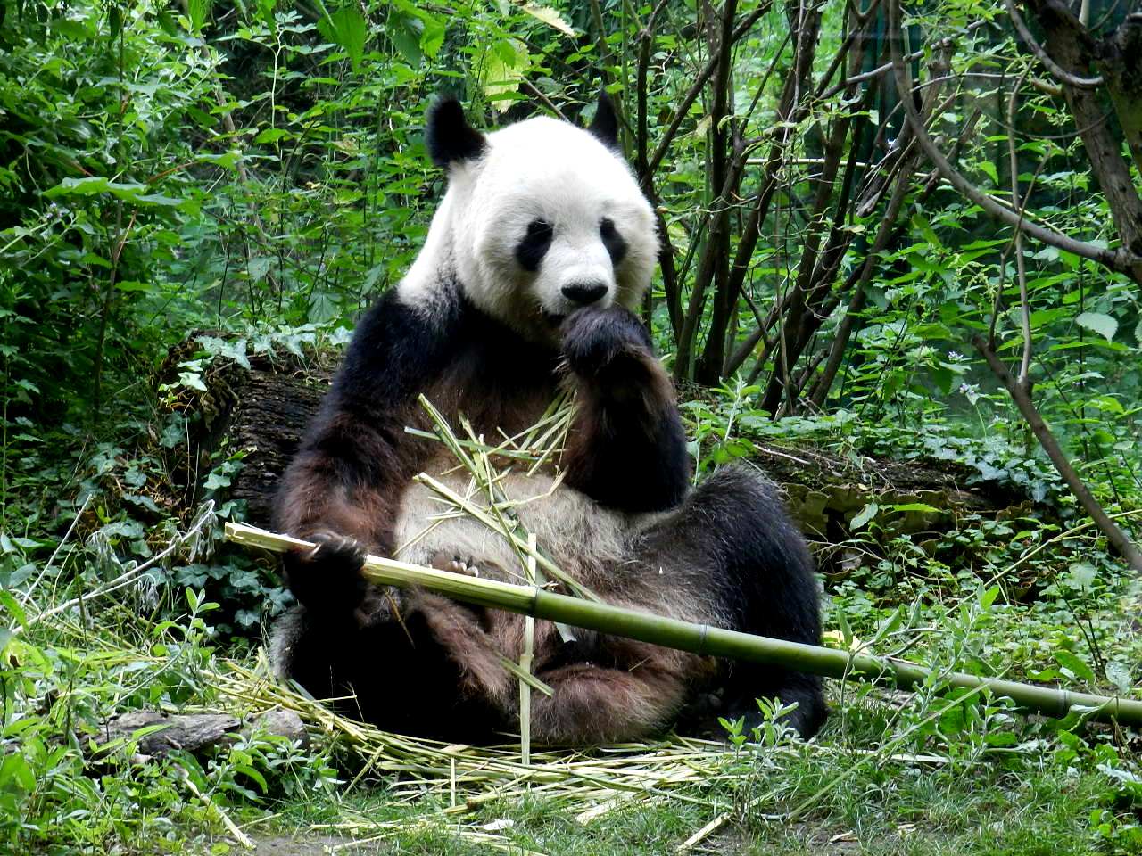 Bärenhunger oder hat der Bär einen Hunger