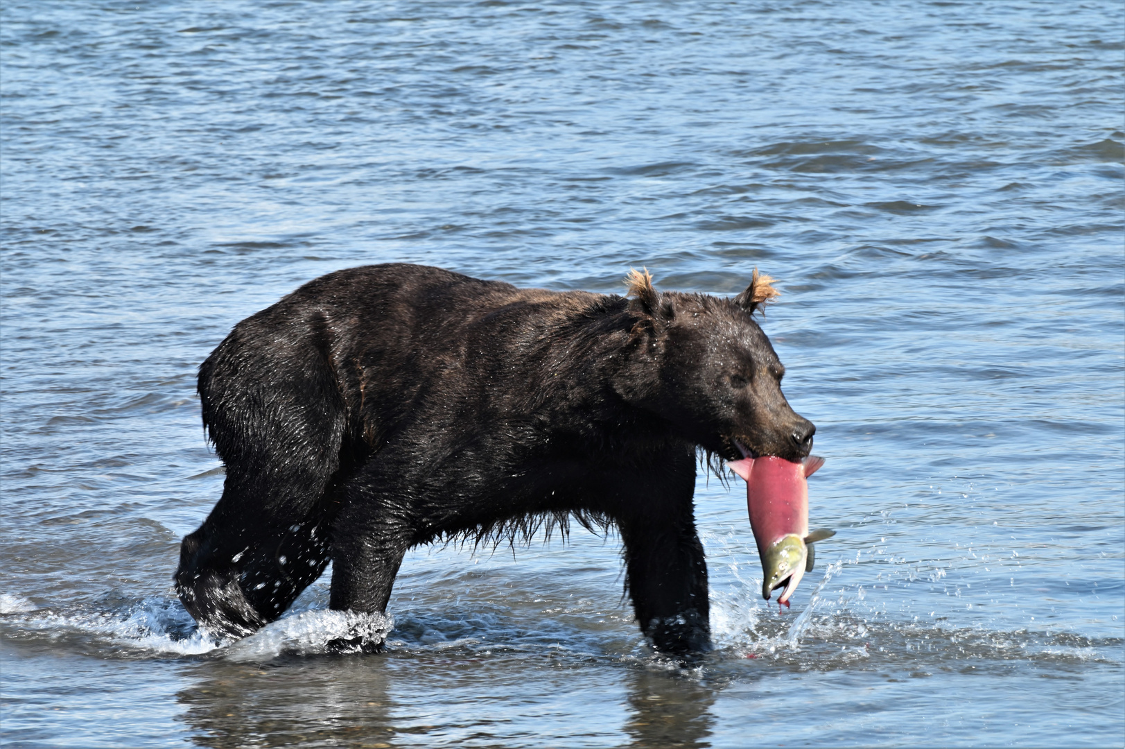 Bärenjagd