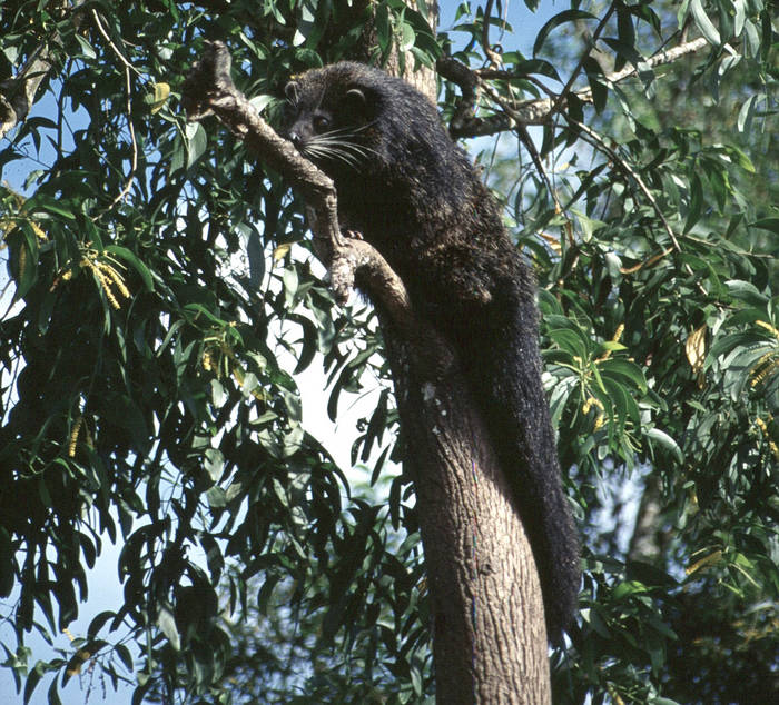 Bärenkatze