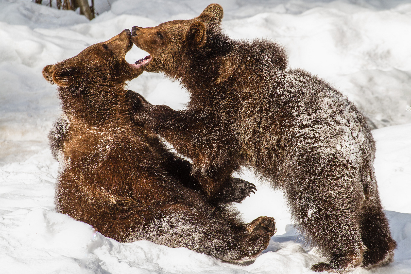 Bärenkinder, Bayerischer Wald, Feb. 2011 (Tiergehege)